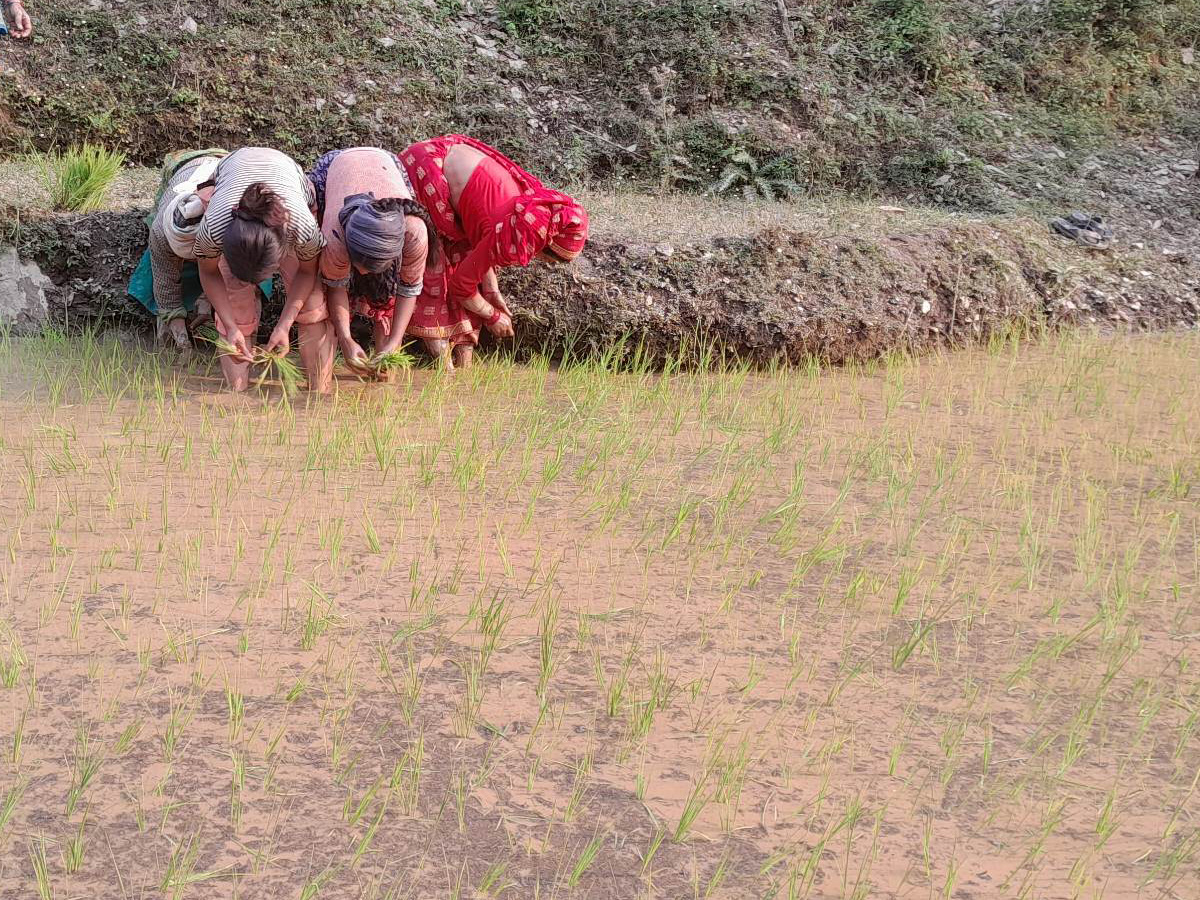 बैतडीमा रोपाँइ शुरु, गाउँगाउँमा रोपाँइको चटारो 